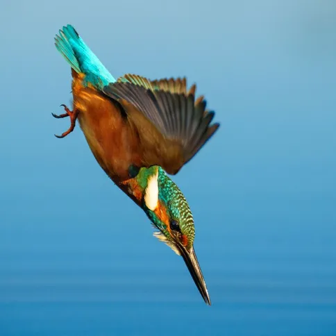 sony_70200mm_GM_mkii4.jpg