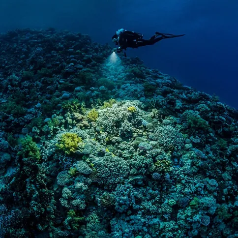 Sealife-Sea-Dragon-3000SF-PRO-DUAL-BEAM-UW-Photo-Video-light-head_8.jpg