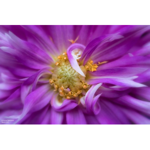 Lensbaby Spark 2.0 Sony E