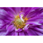 Lensbaby Spark 2.0 Canon EF